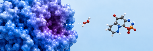 How to Teach Enzyme Function and Inhibition with Hands-On Manipulatives