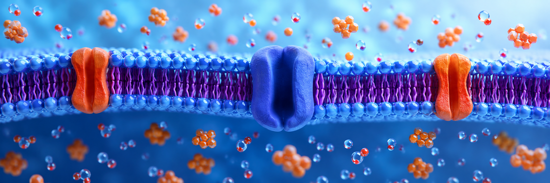 How to Teach Cell Membrane Transport with Hands-On Manipulatives