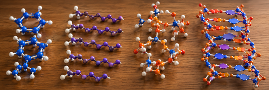 How to Teach Macromolecules and Monomer-Polymer Relationships Hands-On
