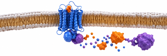 How to Teach Signal Transduction Pathways with Hands-On Manipulatives